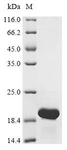 Copper resistance protein C (copC), recombinant Pseudomonas syringae pv. tomato