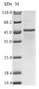 Sialidase-2 (NEU2), Cricetulus griseus, recombinant
