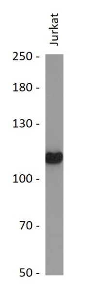 Anti-CNTN6 / Contactin 6