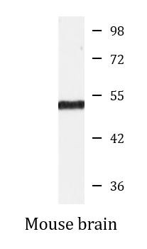 Anti-E2F3