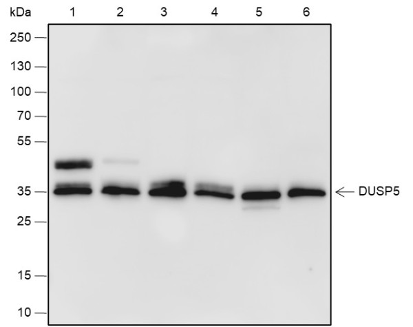 Anti-Recombinant DUSP5, clone A565