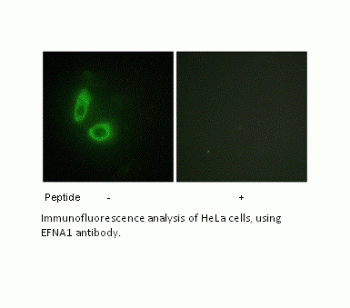 Anti-EFNA1