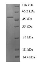 Malate dehydrogenase (mdh), Bacillus subtilis, recombinant