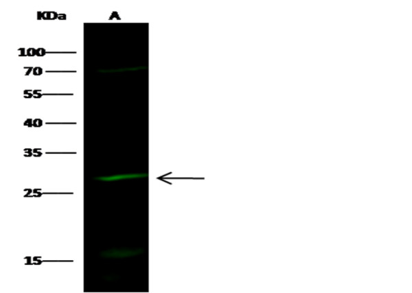 Anti-HPGD/15-PGDH Monoclonal Antibody