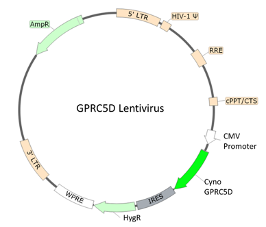 GPRC5D Lentivirus (Macaca fascicularis/Cynomolgus)