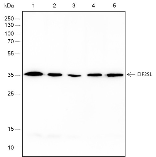 Anti-Recombinant EIF2S1, clone A211