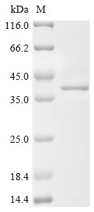 Single-stranded DNA cytosine deaminase (Aicda), mouse, recombinant