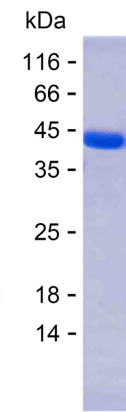 IL1B (human), recombinant protein