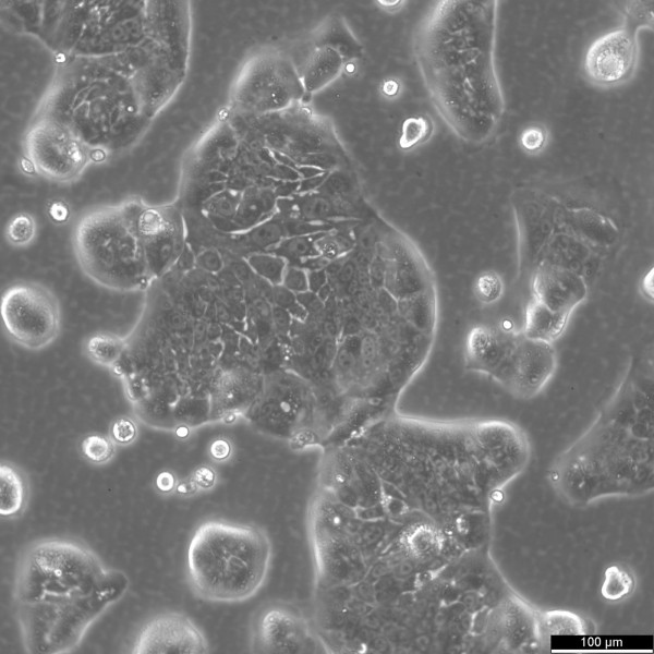SW-1116 Cells