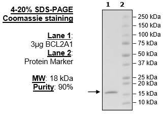 BCL2A1, His-Tag