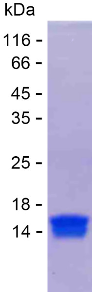 Recombinant Human SERF2 Protein