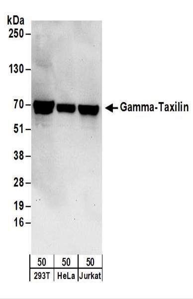 Anti-Gamma-Taxilin