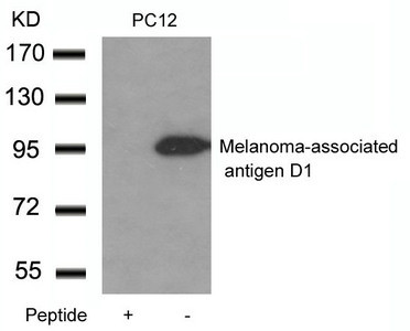 Anti-Maged1