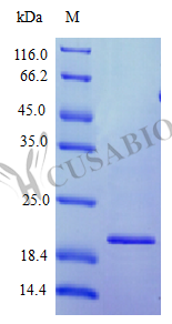 Interferon omega-1 protein (IFNW1), partial (Active), human, recombinant