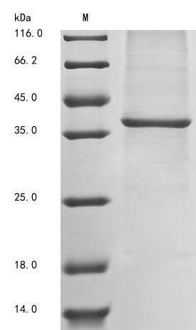 Eukaryotic translation initiation factor 3 subunit I (Eif3i), rat, recombinant
