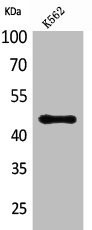 Anti-CD177