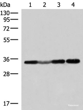 Anti-ECH1
