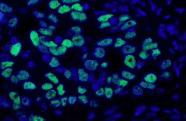 Anti-Mouse IgG-Fc Fragment, DyLight(R) 488 conjugated