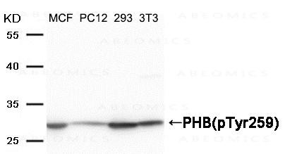 Anti-phospho-PHB(Tyr259)