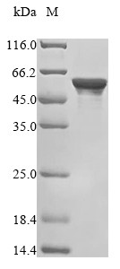 Heterogeneous nuclear ribonucleoprotein H2 (HNRNPH2), human, recombinant