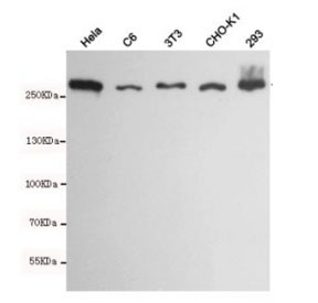 Anti-FASN / Fatty acid synthase, clone 2F9-B2-B6