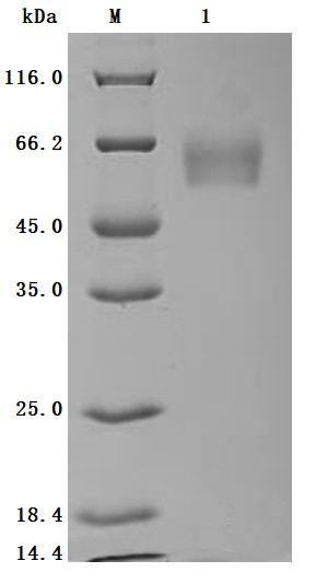 Carcinoembryonic antigen-related cell adhesion molecule 8 (CEACAM8) (Active), human, recombinant