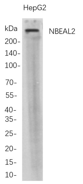 Anti-Recombinant NBEAL2, clone 5D4