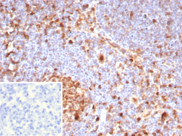 Anti-Caspase 3 (Pro &amp; Active Form), clone CASP3/8446