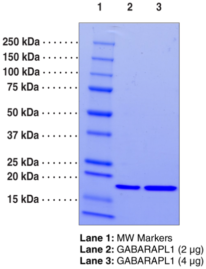 GABARAPL1 (human recombinant)