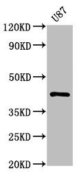 Anti-PRKAR1A Recombinant Monoclonal, clone 1C3