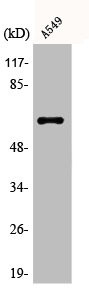 Anti-AGBL4