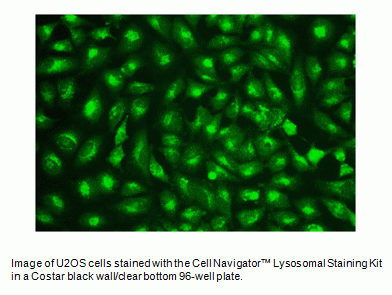 LysoBrite(TM) Green