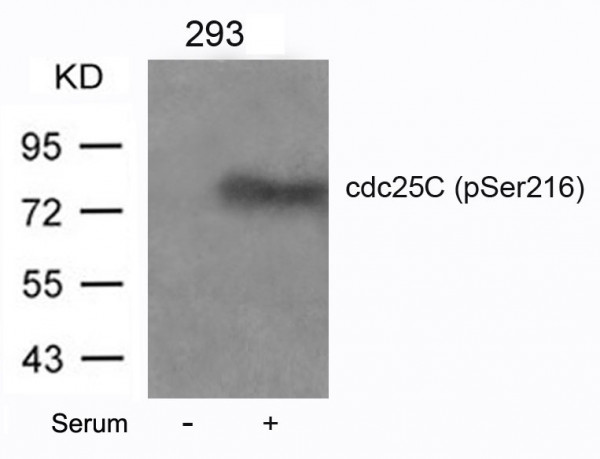 Anti-phospho-cdc25C (Ser216)