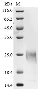 Spike glycoprotein (S), partial, Bovine coronavirus, recombinant