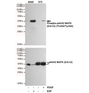 Anti-phospho-ERK1/2 (Thr202/Tyr204), clone 2E8-2F6-C12