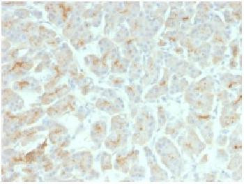 Anti-CFTR (Cystic Fibrosis Transmembrane Conductance Regulator) Recombinant Mouse Monoclonal Antibod