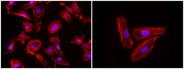 Phalloidin-iFluor(R) 660 Conjugate