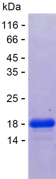 Recombinant Human Mitochondrial Ferritin Protein