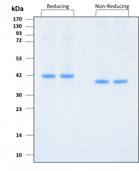 LEFTY-1 HumanKine(R) recombinant human protein
