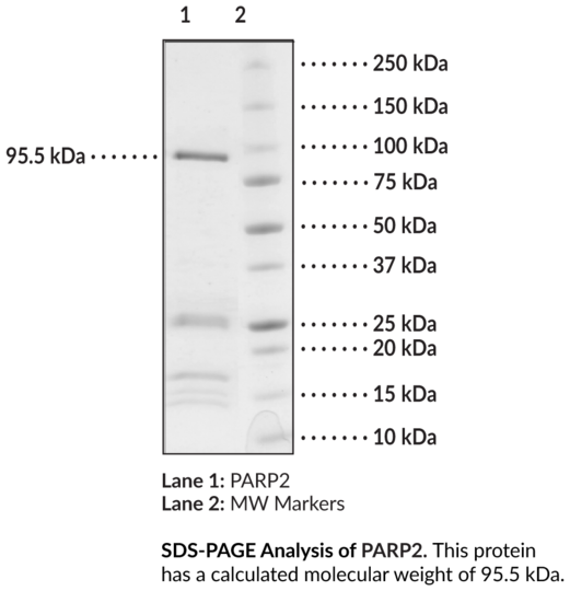 Anti-PARP2 (human, recombinant)