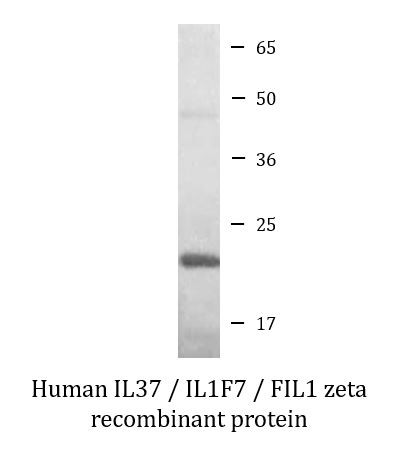 Human IL37 / IL1F7 / FIL1 zeta recombinant protein (Active)