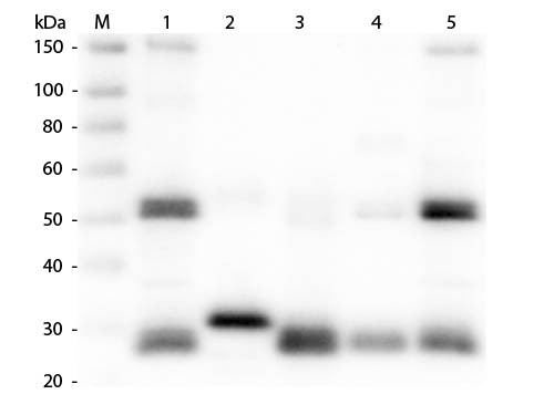Anti-Rat IgG (H&amp;L) [Goat]
