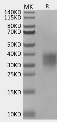 GITR/TNFRSF18, His, Mouse