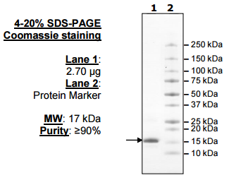 UbcH5a, active human recombinant protein