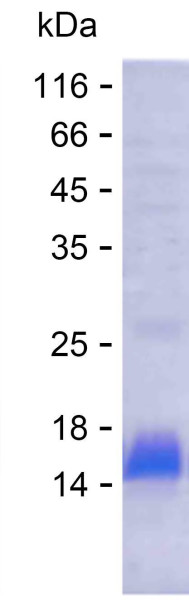 IL6 (human), recombinant protein