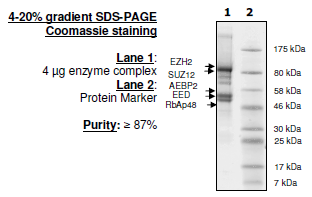 EZH2 (H689Y)/EED/SUZ12/RbAp48/AEBP2