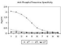 Anti-Phosphothreonine, clone 18F6