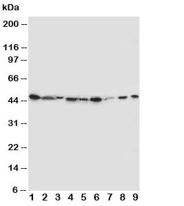 Anti-IDO Indoleamine 2, 3-dioxygenase