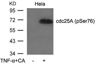 Anti-phospho-cdc25A (Ser76)