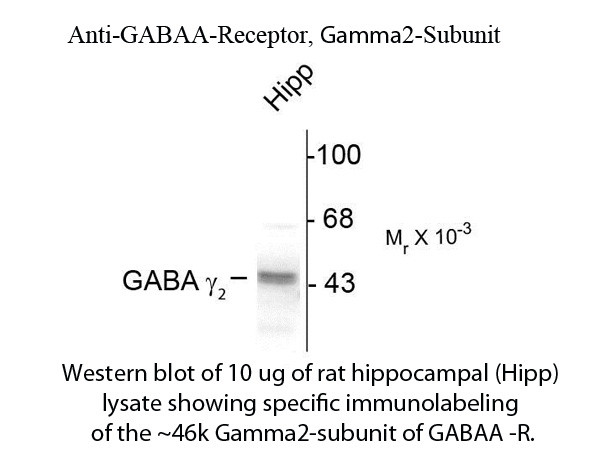 Anti-GABA(A) Receptor gamma 2